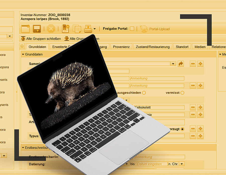 WIE MUSEEN IHRE SCHÄTZE SICHTBAR MACHEN