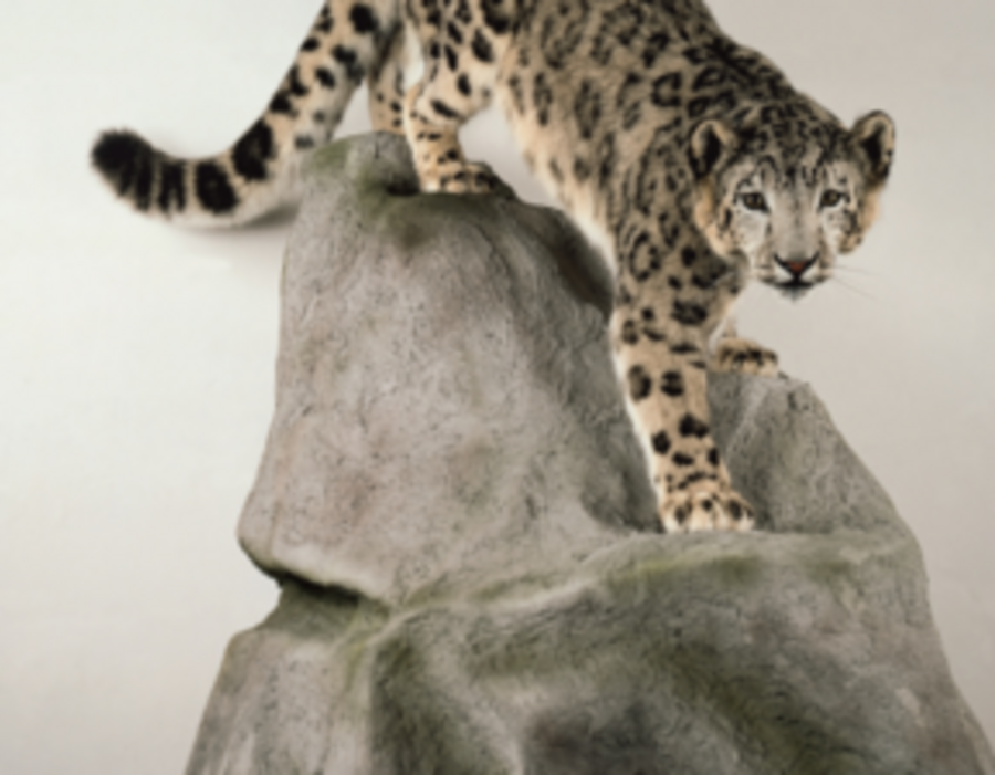 Ein Naturmuseum in der Heidecksburg?