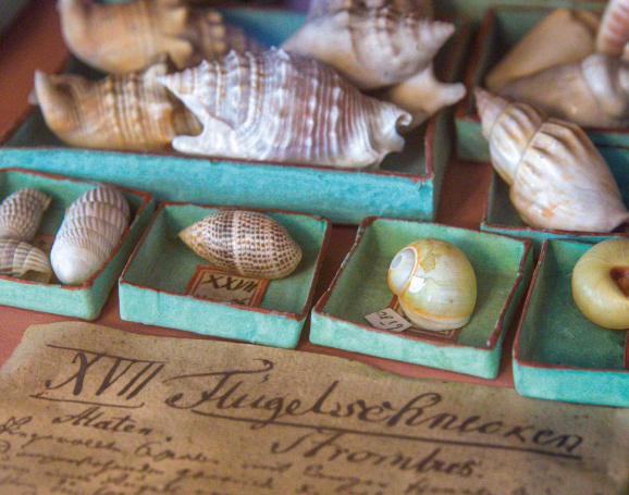 WARUM GIBT ES EIN NATURMUSEUM in der HEIDECKSBURG? (NatKab-Konchylien)